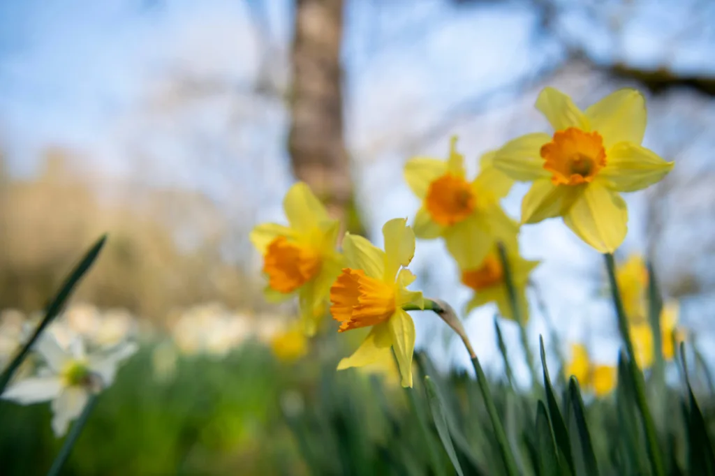 Daffodils
