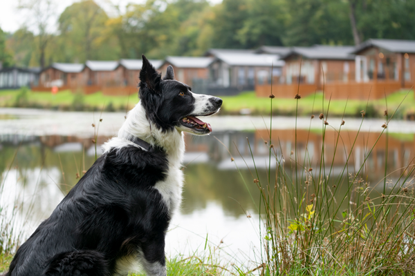 Black and white Collie in the grounds of Lakeview Manor